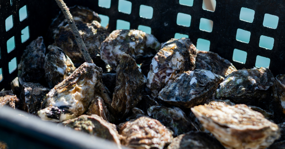 Freshly caught oysters in a crate