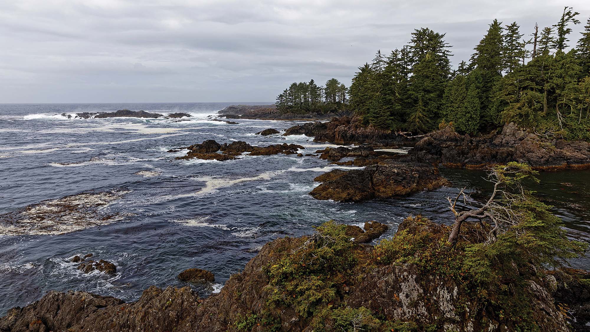 Shoreline of the Salish Sea