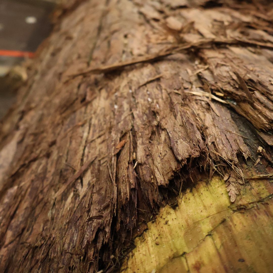 Log that will be carved in a Salish Sea-going canoe