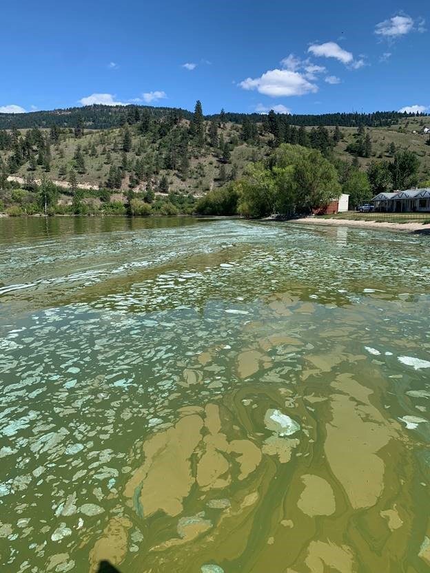 Algae bloom in a BC lake